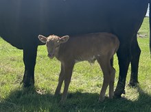 Plead the Fifth x Drag Dancer bull calf