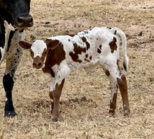 BG Tuffs Rose x TCC Texanas Smokin Twister (b)