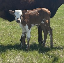 Plead the Fifth x Tari heifer calf
