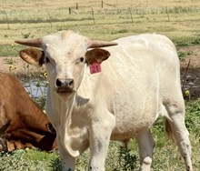 2025 Kitty bull calf