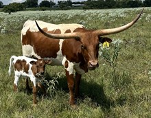 Bull Calf (Hubbells Long Range X SLC Angel Baby)