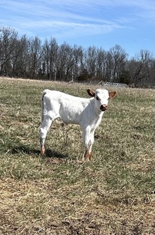 BH5 Magnolia