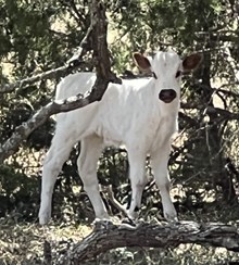 CENTURY 100 x RR RANCH DIVA