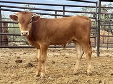 JL Black Luccheses Bull Calf