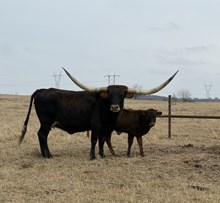 Pacific Leila 2025 calf