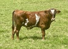 JW/Maggie Steer