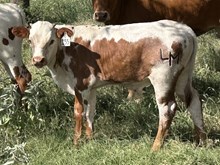 EDGE X NAVAJO RUG steer