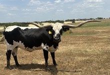 RJF TEXANA TWO STEP