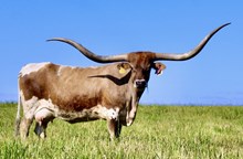 HBR Fantoms-Safari