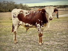 Kettle's Twister x KDK Thor bull