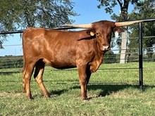 RB Tex's Spice