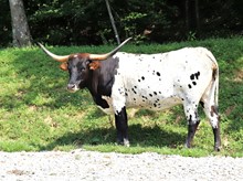 HALTOMS RODEO RITA