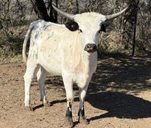 Calf