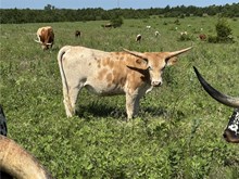 HEIFER