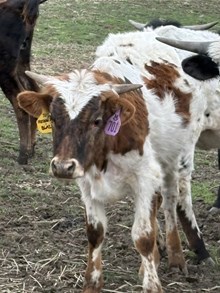 Reckon So X Blaze 25 Heifer