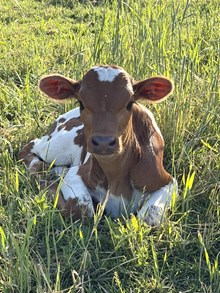Bull Calf - Aksauna x Ace (2026)