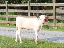 LTL COWGIRL JANE 717