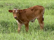 TUCO X JAZZIE LEE steer