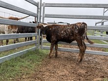 KDK Wildfire x Sparkles Bull Calf