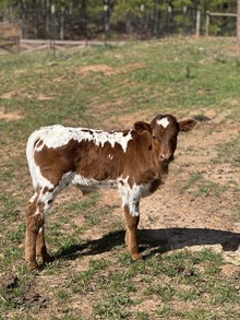 911 bull calf