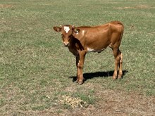 Kid Rock x Kiara Heifer Calf