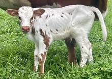 Cajun Queen Bull 26