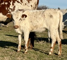 Royal Heifer Calf