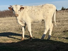 Jackie Bull Calf
