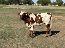Midas Touch x Rebel Tempest Heifer Calf