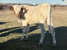 Carolina Bull 25