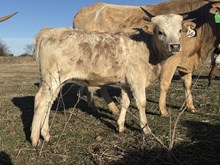 Goldie Bull Calf