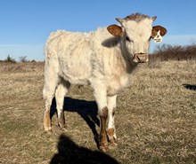Dreamer Bull 25