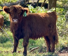 1R unregistered heifer