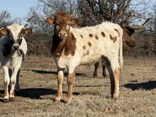 Holly/FU Bull 25