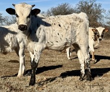 Dolly Bull 25