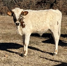 Benelli/Fred Bull