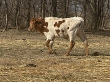 Dream/FU Bull 25