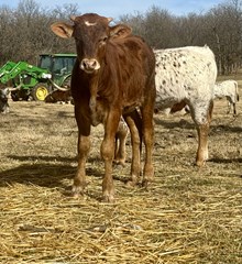 Charlene Bull 25