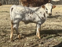 Diva/Fred Bull 25