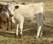 Ellie/FU Bull 25