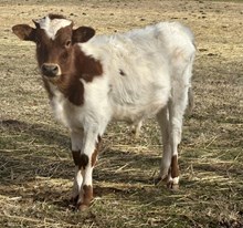 Beauty/FU Bull 25
