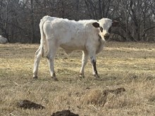 Cherry/FU Bull 25