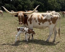 Bull Calf - Sweet x Flying Ace (2026)
