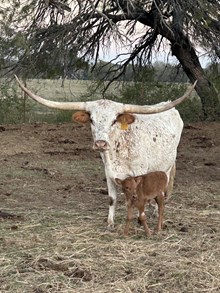 2023 Tickled Pink Bull
