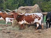 MC's Tuff Cowgirl A.R.
