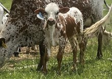 2025 Bull (Royal Caliber)