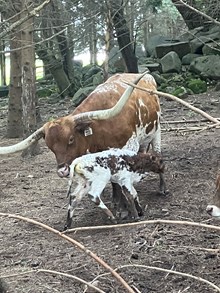 Sage 2026 Bullcalf