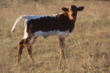 PC 40 Moana Paradise bull claf