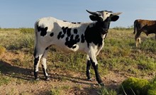 537 Heifer