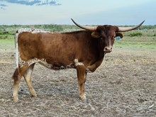 Brazos Josey 104/24